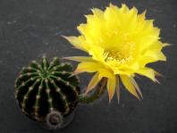 Thumbnail of 0386_Echinopsis Hybride_20080913(1).jpg
